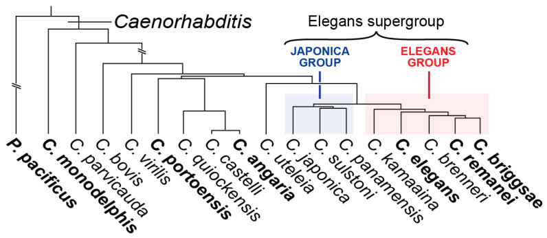 Evolutionary Change in Gut Specification in <i>Caenorhabditis</i> Centers on the GATA Factor ELT-3 in an Example of Developmental System Drift.