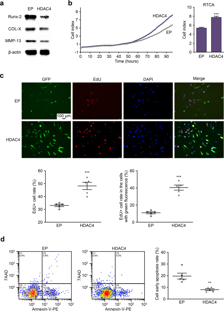 Upregulated ribosome pathway plays a key role in HDAC4, improving the survival rate and biofunction of chondrocytes.