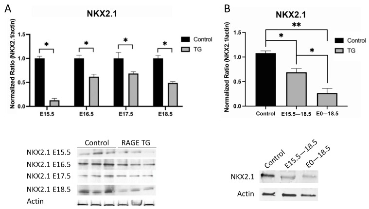 Decreased Expression of Pulmonary Homeobox NKX2.1 and Surfactant Protein C in Developing Lungs That Over-Express Receptors for Advanced Glycation End-Products (RAGE).