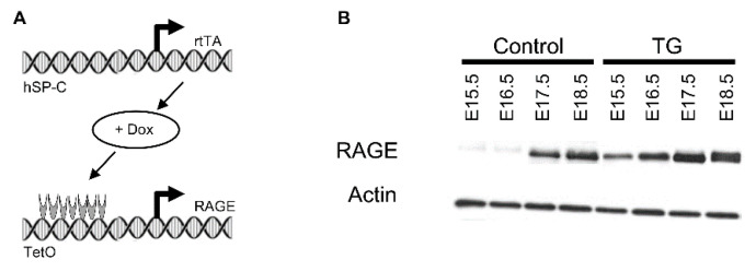 Decreased Expression of Pulmonary Homeobox NKX2.1 and Surfactant Protein C in Developing Lungs That Over-Express Receptors for Advanced Glycation End-Products (RAGE).