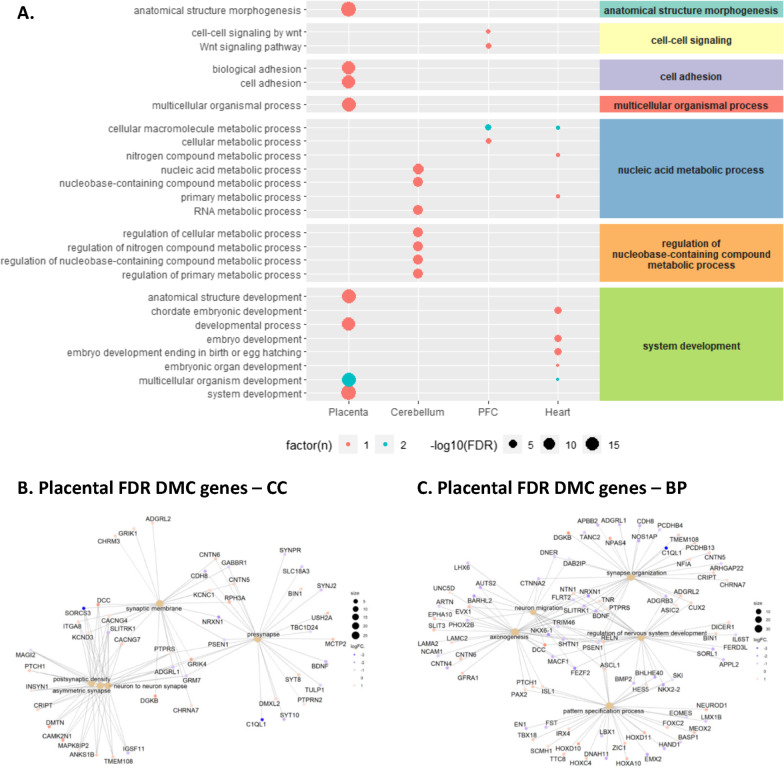 Prenatal delta-9-tetrahydrocannabinol exposure is associated with changes in rhesus macaque DNA methylation enriched for autism genes.