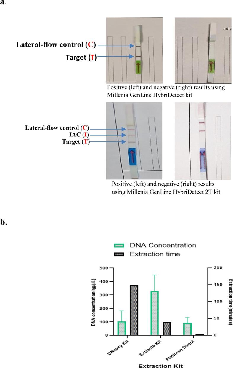 Rapid PCR-lateral flow assay for the onsite detection of Atlantic white shrimp