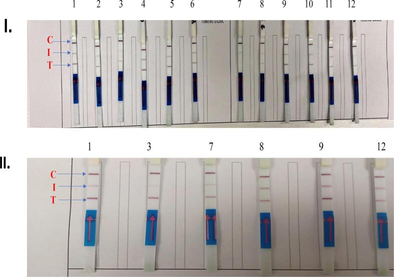 Rapid PCR-lateral flow assay for the onsite detection of Atlantic white shrimp