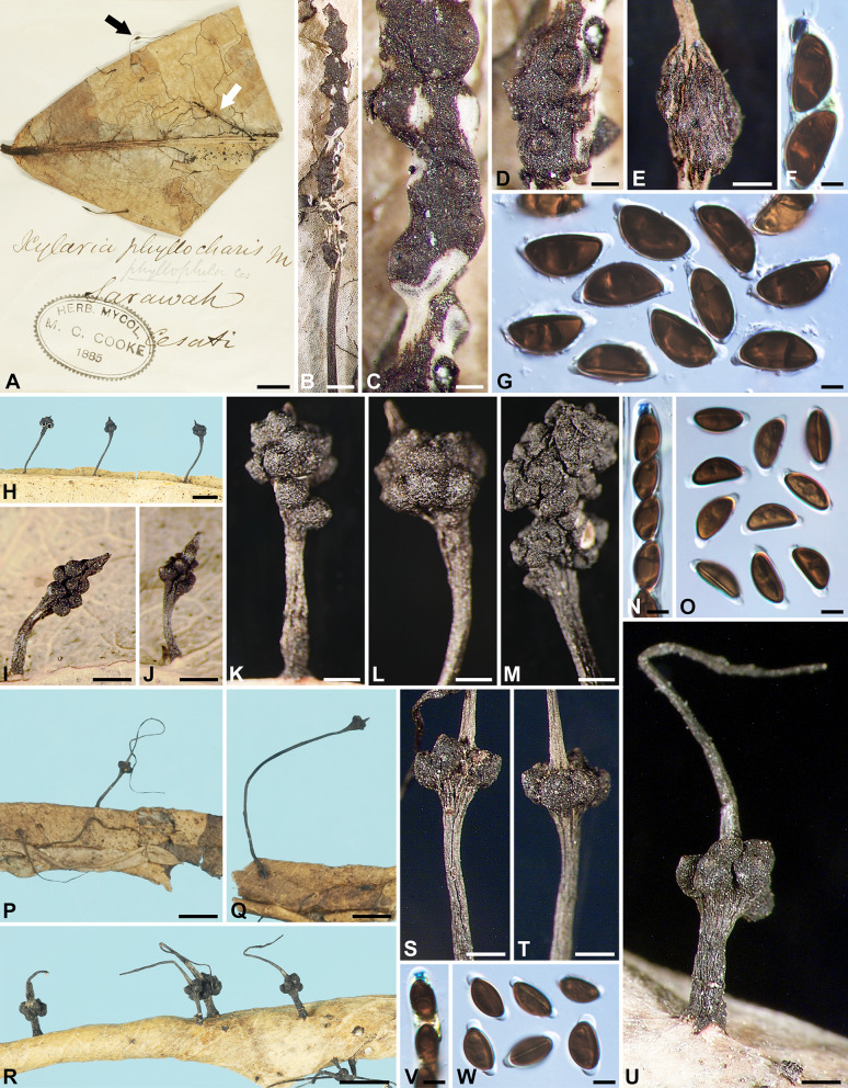 Xylaria species associated with fallen leaves and petioles.