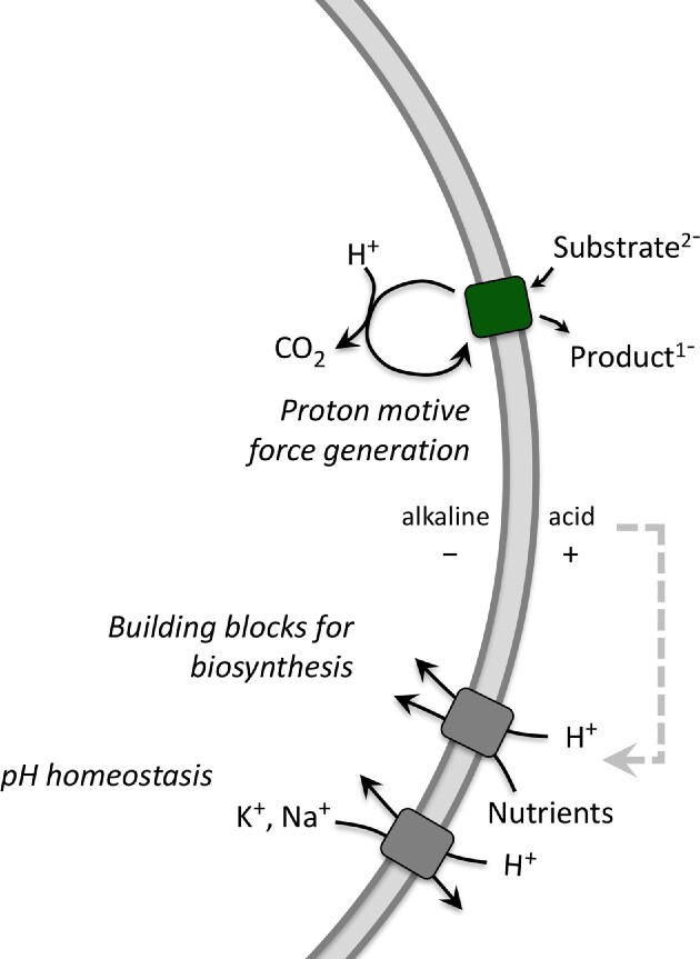 Physicochemical homeostasis in bacteria.