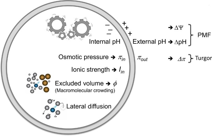 Physicochemical homeostasis in bacteria.