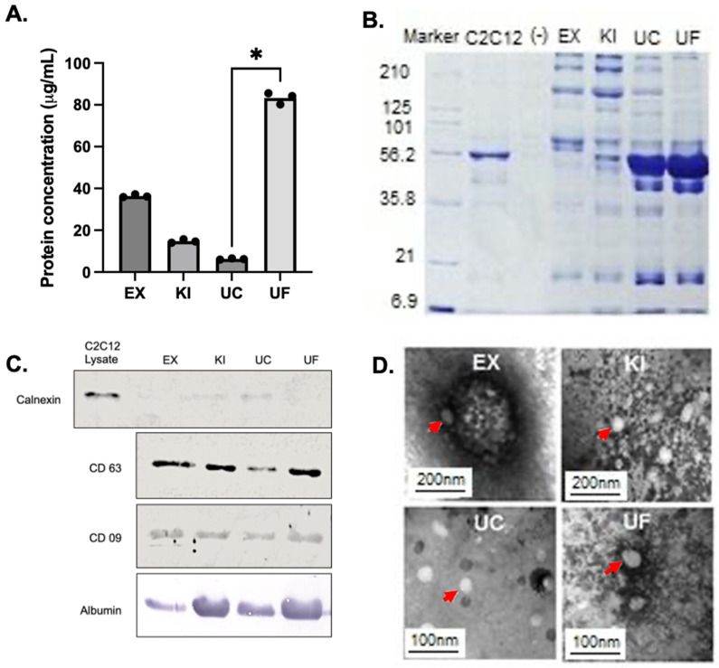 Comparison of Four Purification Methods on Serum Extracellular Vesicle Recovery, Size Distribution, and Proteomics.