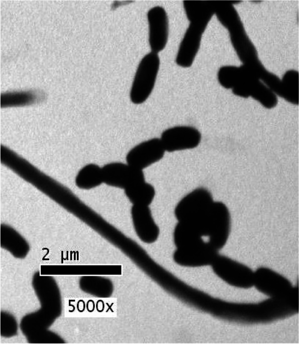 Characterization of biologically active exopolysaccharide produced by Streptomyces sp. NRCG4 and its anti-Alzheimer efficacy: in-vitro targets.