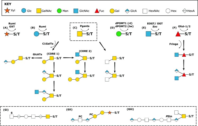 The role of glycoconjugates as receptors for insecticidal proteins.