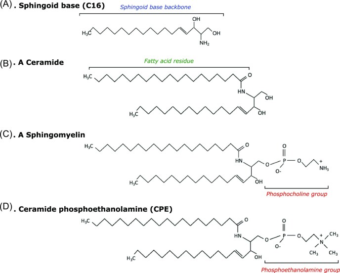 The role of glycoconjugates as receptors for insecticidal proteins.