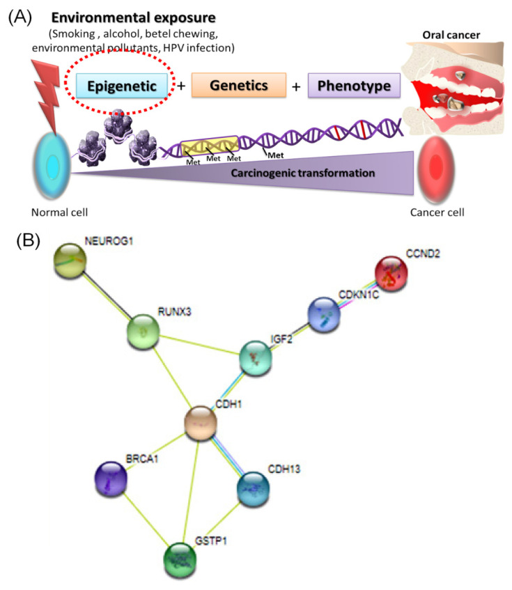 Epigenetic methylation changes: implication as biomarkers in oral and maxillofacial area cancers.