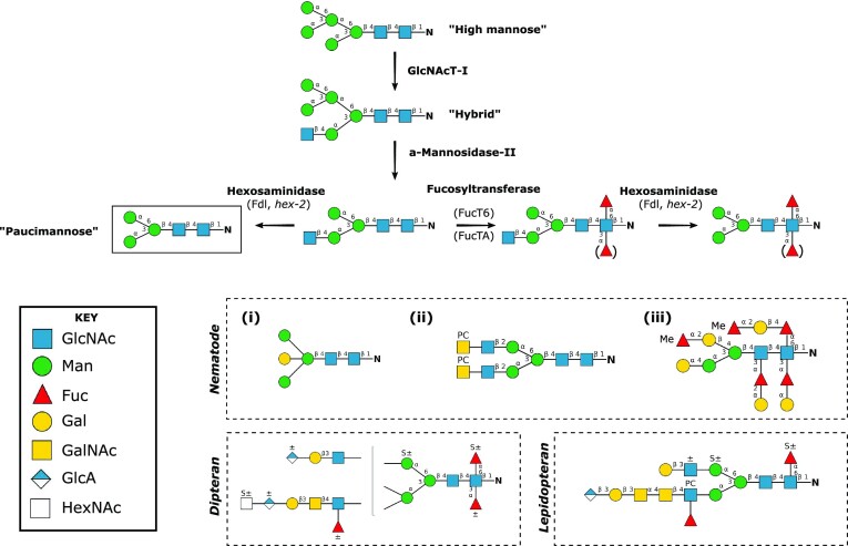 The role of glycoconjugates as receptors for insecticidal proteins.