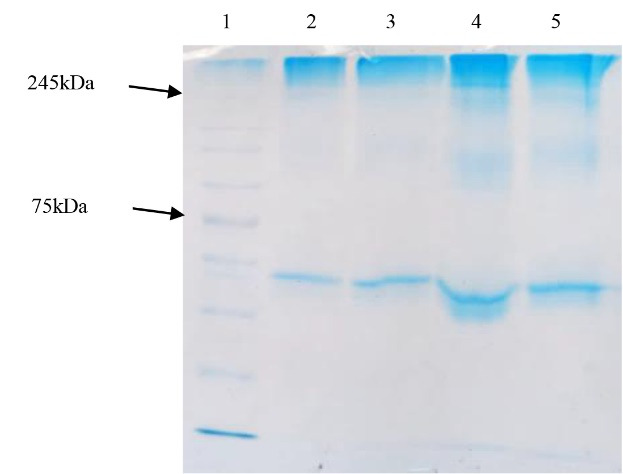 Preparation, Purification and Performance Evaluation of Polyclonal Antibody Against SARS-CoV-2 Produced in Rat.