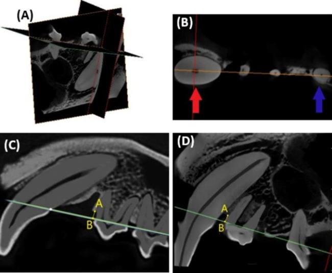 The orthodontic implant site-switching technique: a preliminary study in dogs.