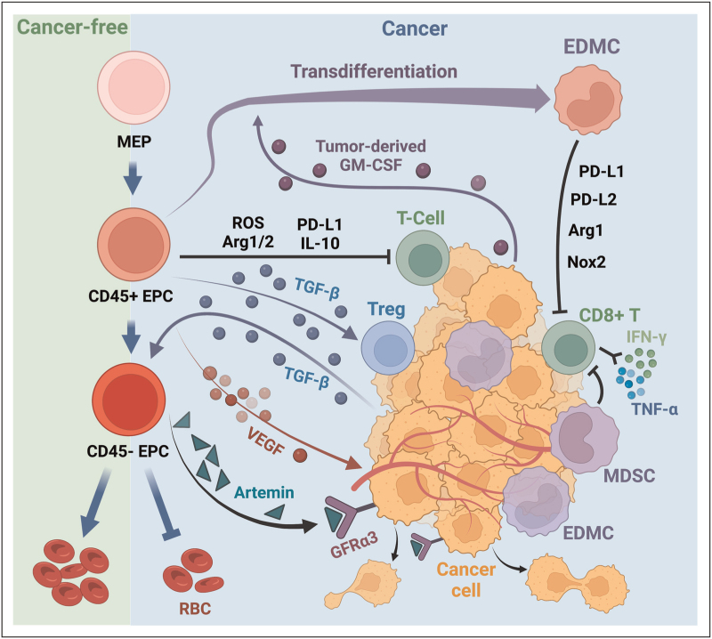 Understanding and targeting erythroid progenitor cells for effective cancer therapy.