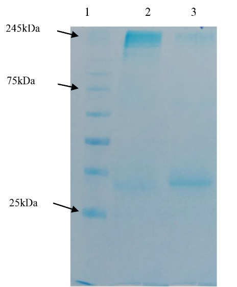 Preparation, Purification and Performance Evaluation of Polyclonal Antibody Against SARS-CoV-2 Produced in Rat.