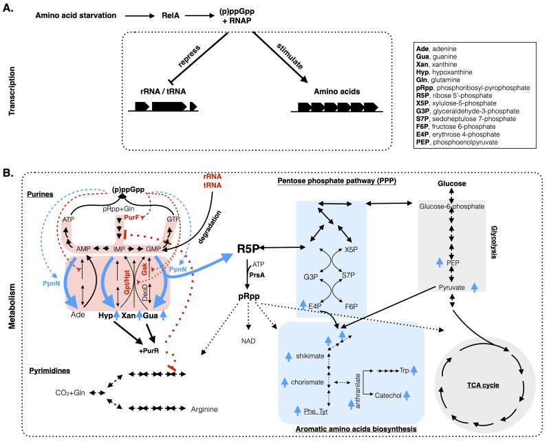 Ribose 5-phosphate: the key metabolite bridging the metabolisms of nucleotides and amino acids during stringent response in <i>Escherichia coli</i>?