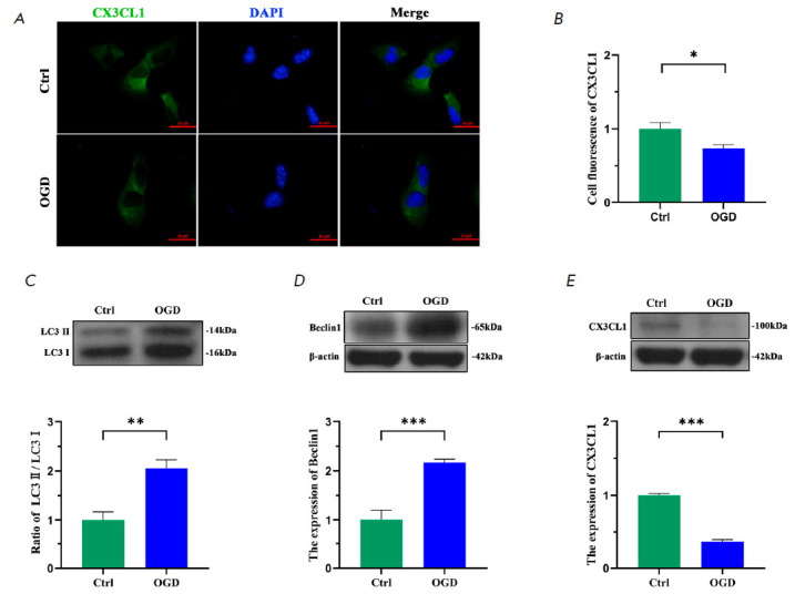 Attenuating Neuronal Autophagy Alleviates Inflammatory Injury in OGDDeprived Co-culture of HT22 with BV2.