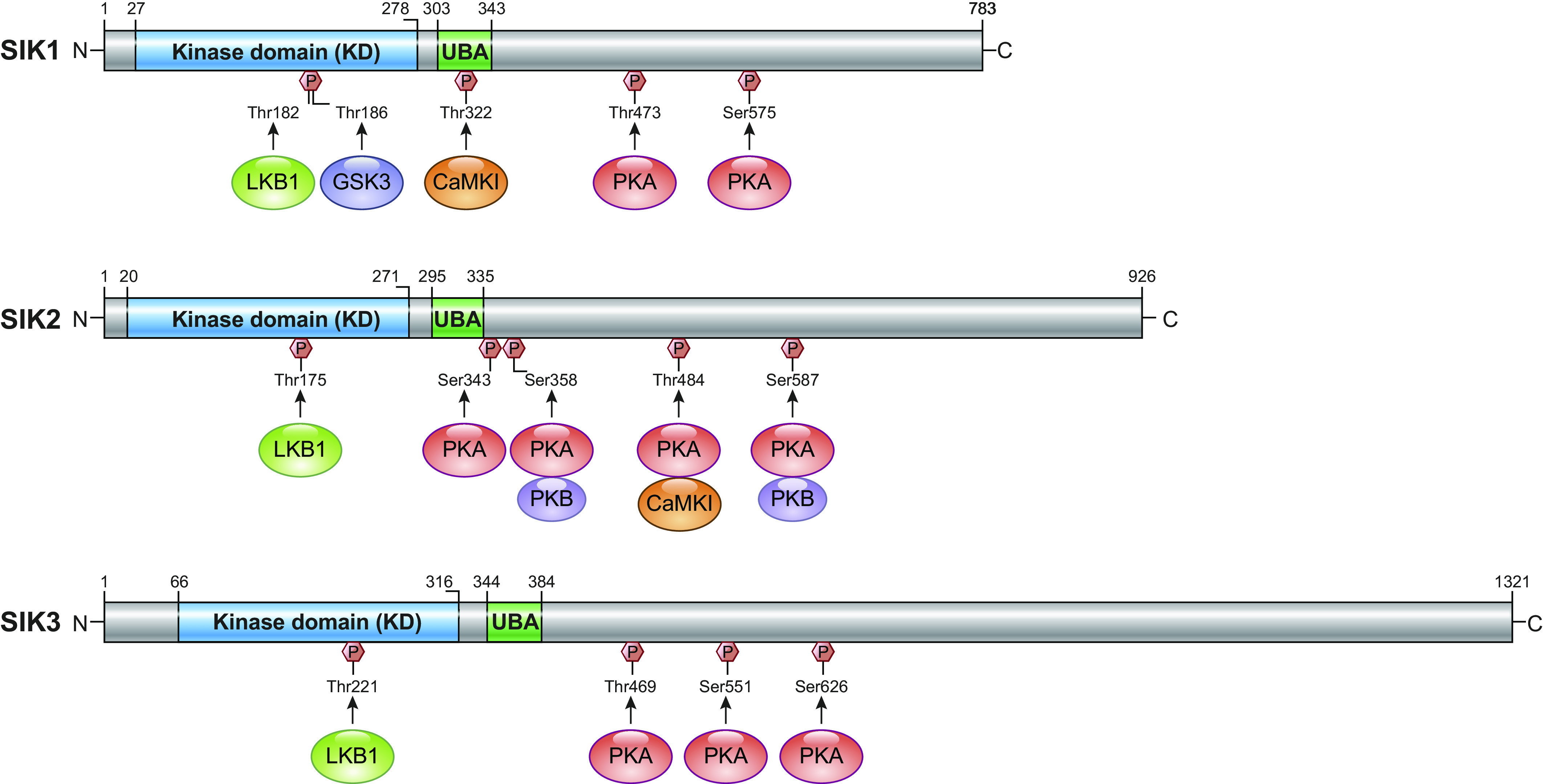 The multiple roles of salt-inducible kinases in regulating physiology.