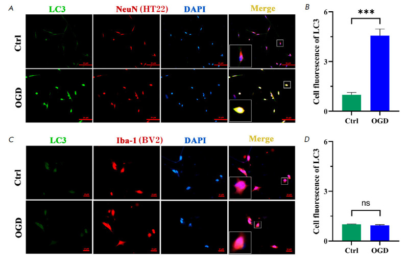 Attenuating Neuronal Autophagy Alleviates Inflammatory Injury in OGDDeprived Co-culture of HT22 with BV2.