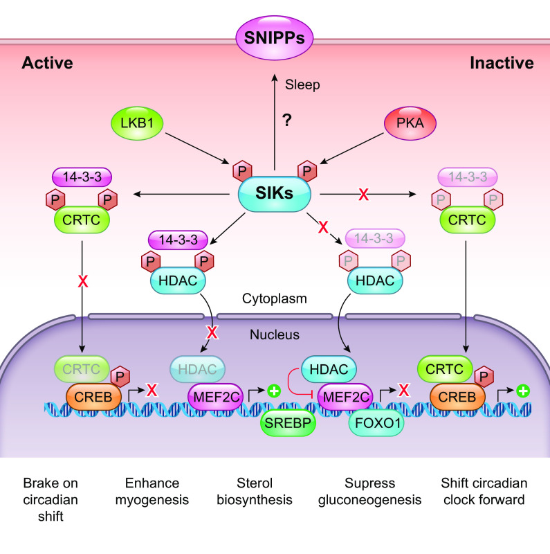 The multiple roles of salt-inducible kinases in regulating physiology.