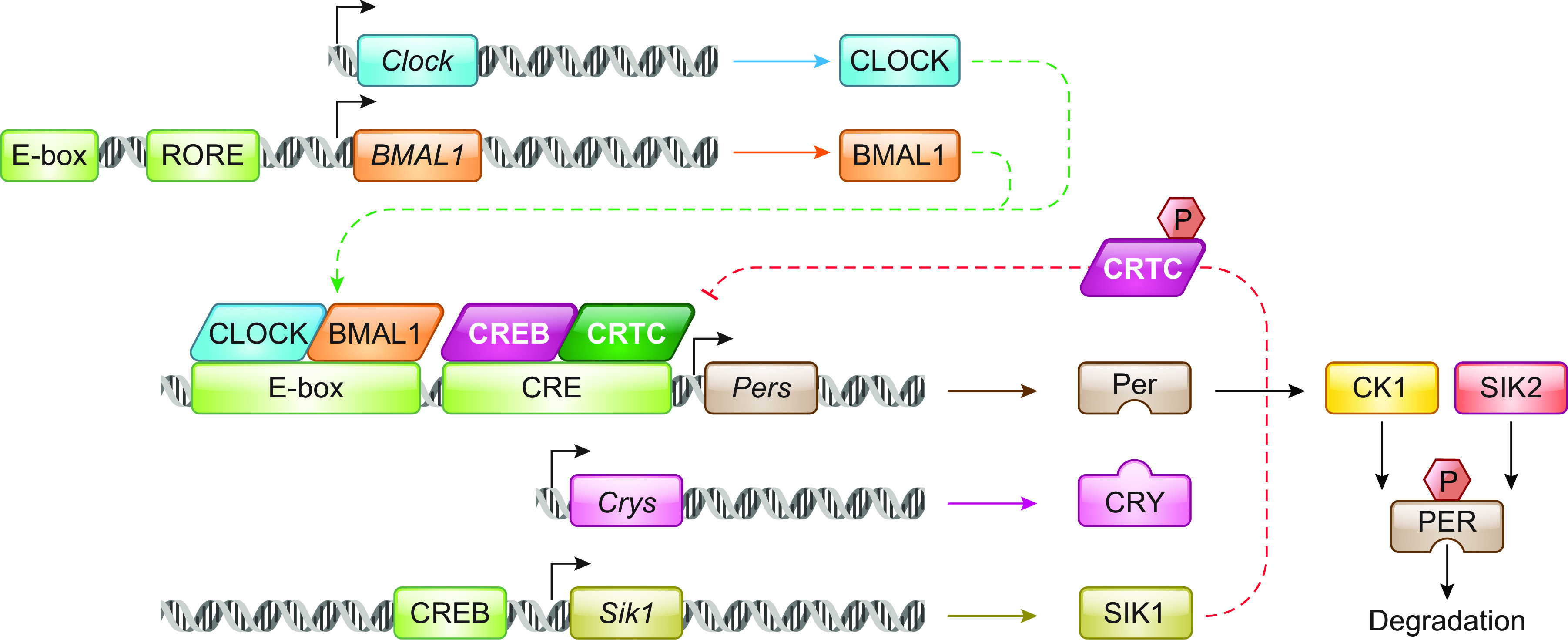 The multiple roles of salt-inducible kinases in regulating physiology.