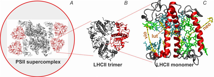 LHCII - a protein like a 'Swiss Army knife' with many mechanisms and functions.
