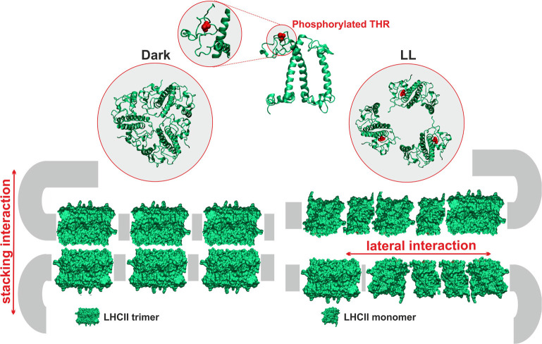 LHCII - a protein like a 'Swiss Army knife' with many mechanisms and functions.