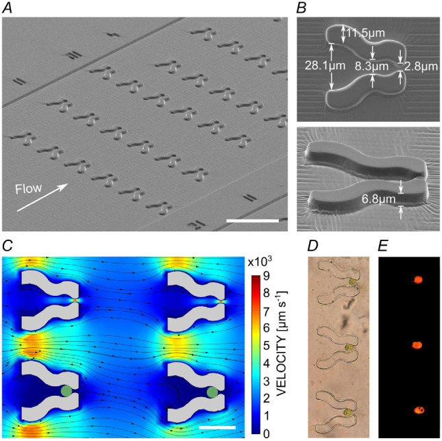 Single-cell microfluidics in combination with chlorophyll <i>a</i> fluorescence measurements to assess the lifetime of the <i>Chlamydomonas</i> PSBO protein.