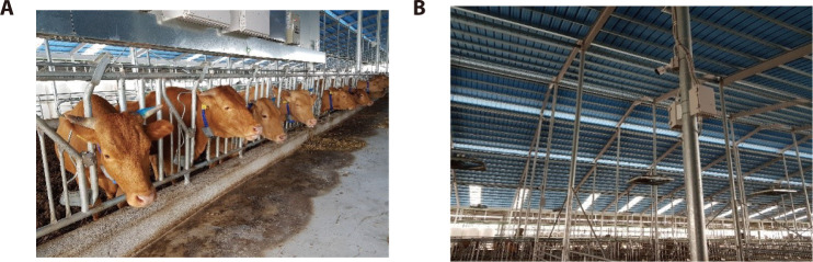 Peri-estrus activity and mounting behavior and its application to estrus detection in Hanwoo (Korea Native Cattle).
