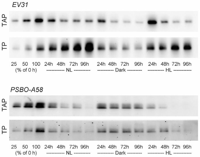 Single-cell microfluidics in combination with chlorophyll <i>a</i> fluorescence measurements to assess the lifetime of the <i>Chlamydomonas</i> PSBO protein.