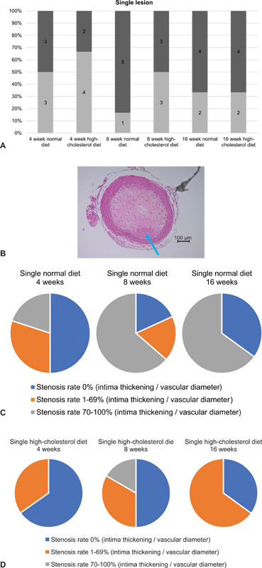 Development of a Model for Plaque Induction in Rat Carotid Arteries.