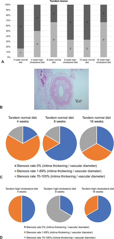 Development of a Model for Plaque Induction in Rat Carotid Arteries.