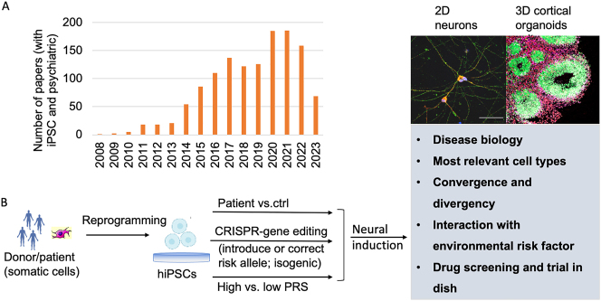 Human stem cell modeling of neuropsychiatric disorders: from polygenicity to convergence.