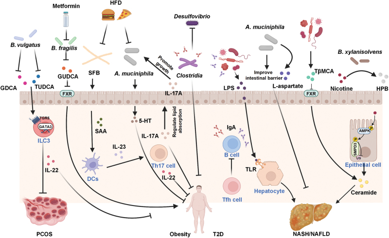 Gut microbiota, immunity, and bile acid metabolism: decoding metabolic disease interactions.
