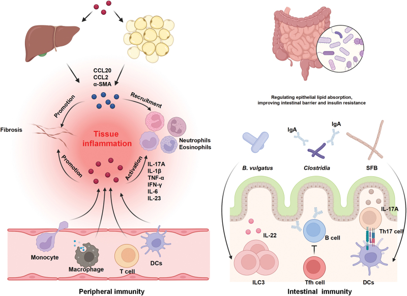 Gut microbiota, immunity, and bile acid metabolism: decoding metabolic disease interactions.