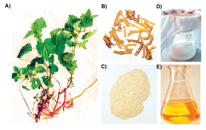 Optimization of Affinity Chromatography Based on Sepharose 4B- chitin for Rapid Purification of <i>Urtica dioica</i> Agglutinin.