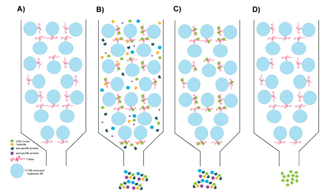 Optimization of Affinity Chromatography Based on Sepharose 4B- chitin for Rapid Purification of <i>Urtica dioica</i> Agglutinin.