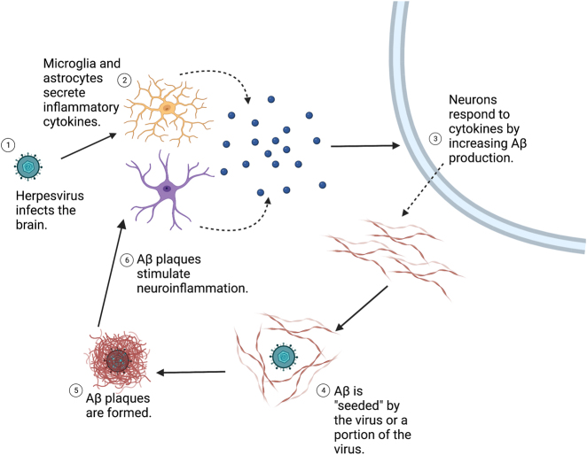 The elusive role of herpesviruses in Alzheimer's disease: current evidence and future directions.