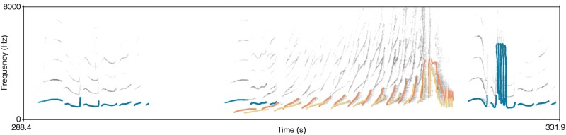 Isochronous singing in 3 crested gibbon species (<i>Nomascus</i> spp.).