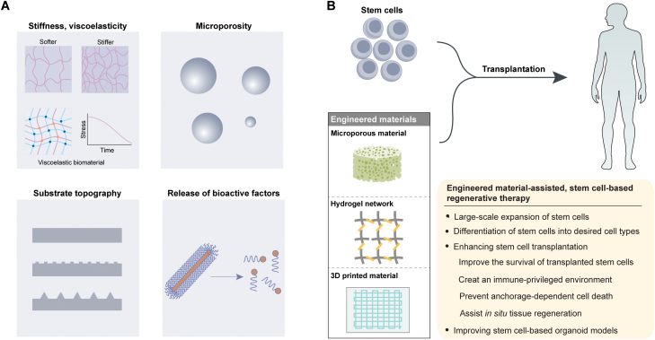 Engineered biomaterials in stem cell-based regenerative medicine.