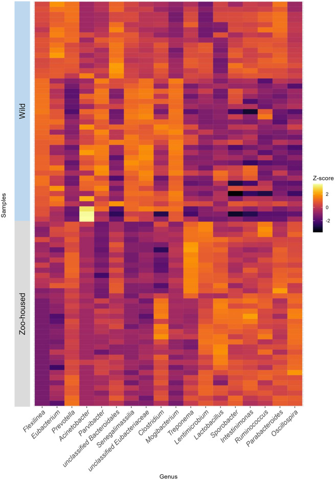 Multiomics characterisation of the zoo-housed gorilla gut microbiome reveals bacterial community compositions shifts, fungal cellulose-degrading, and archaeal methanogenic activity.