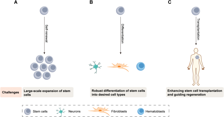 Engineered biomaterials in stem cell-based regenerative medicine.