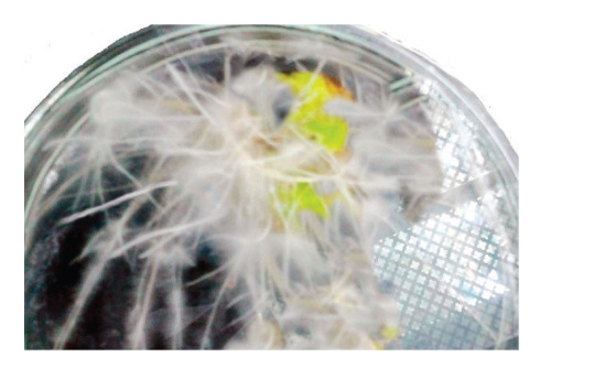 Anti-Inflammatory Properties of Extract of the Hairy Root of Native <i>Portulaca Oleracea</i> L. and Its Effect on Some Inflammatory Genes Expression in Rat Microglial Cells.