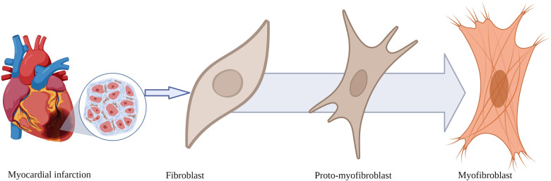 Gallium-68 fibroblast activation protein inhibitor positron emission tomography in cardiovascular disease.