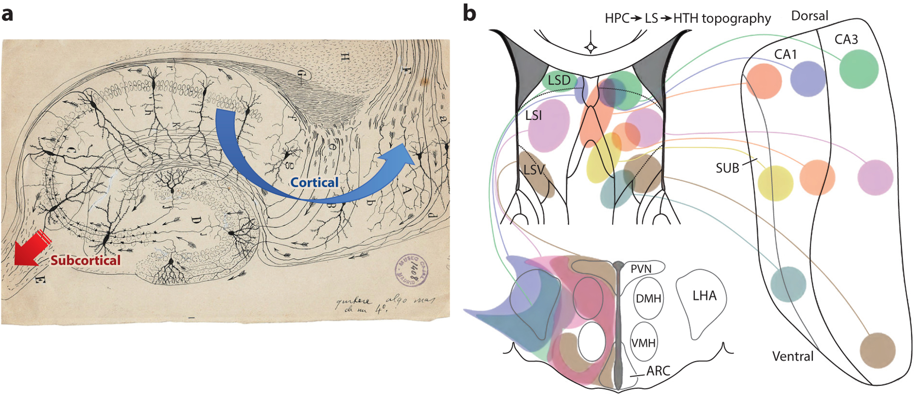 Cognition from the Body-Brain Partnership: Exaptation of Memory.
