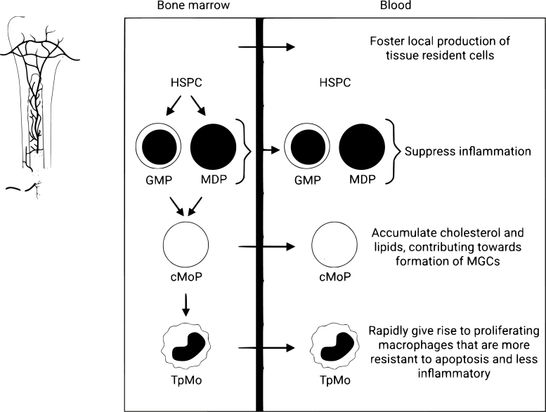 Behind the monocyte's mystique: uncovering their developmental trajectories and fates.