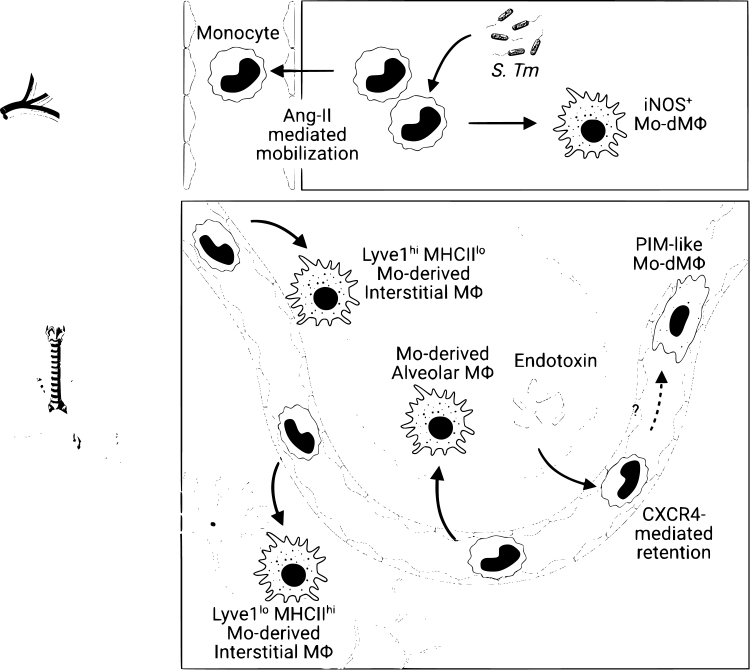 Behind the monocyte's mystique: uncovering their developmental trajectories and fates.