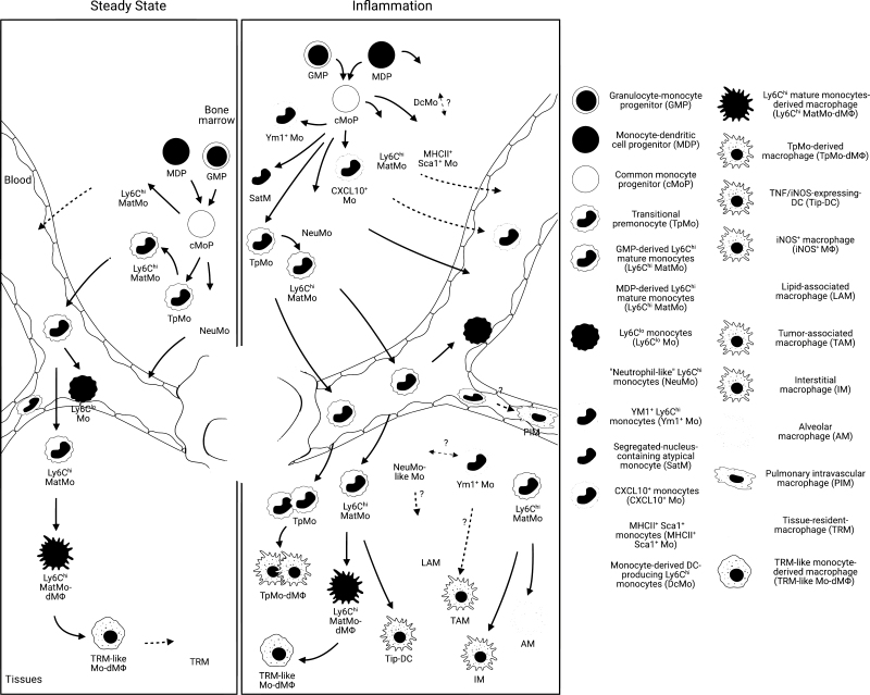 Behind the monocyte's mystique: uncovering their developmental trajectories and fates.