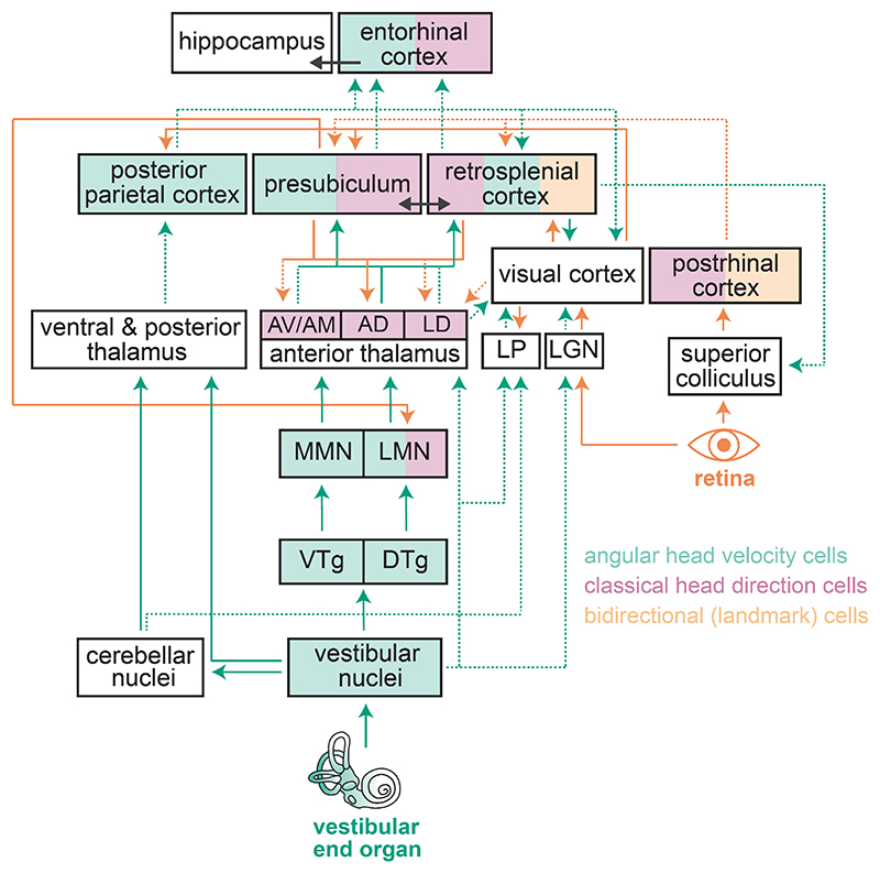 Cortical Integration of Vestibular and Visual Cues for Navigation, Visual Processing, and Perception.